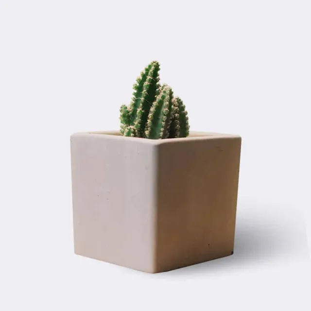 HMbakery Cleistocactus kaktus stueplante