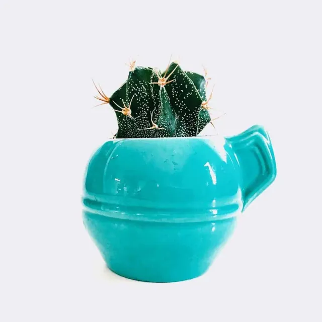 HMbakery Mini Astrophytum brød 1 stk langtidshævet