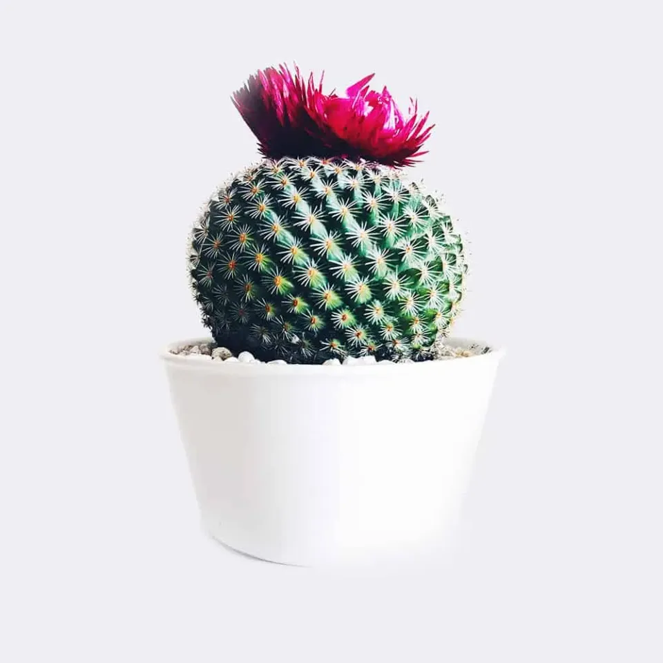 HMbakery Old Lady Cactus brød 1 stk morgenbord
