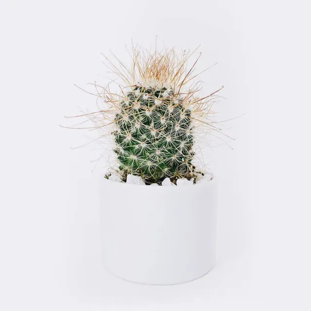 HMbakery Ball Cactus brød 1 stk langtidshævet