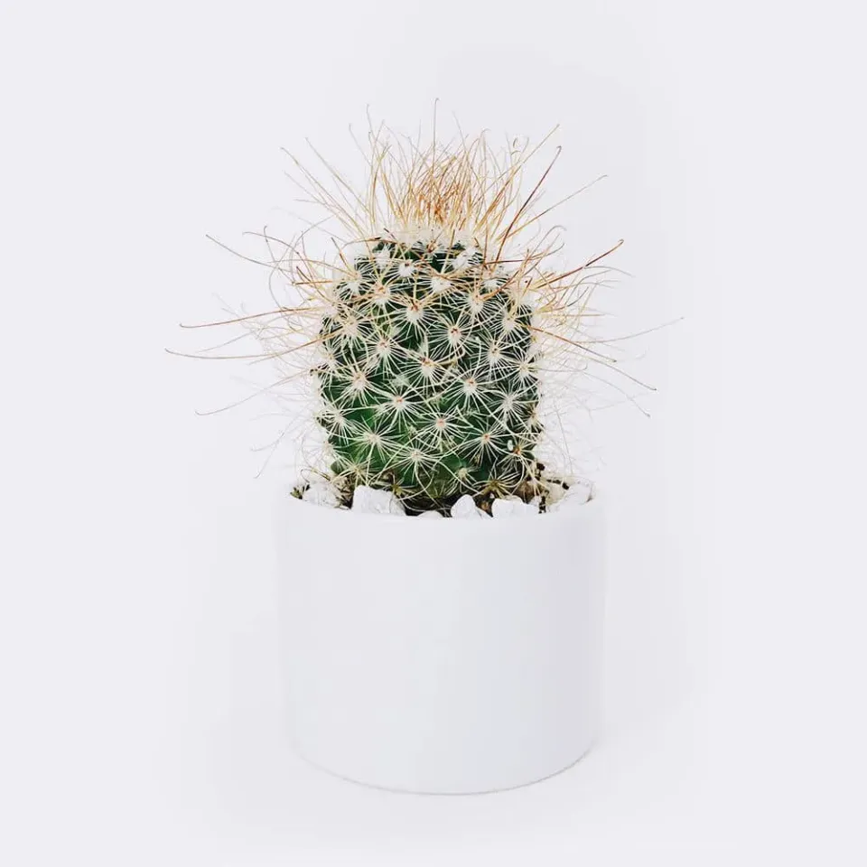 HMbakery Ball Cactus brød 1 stk langtidshævet