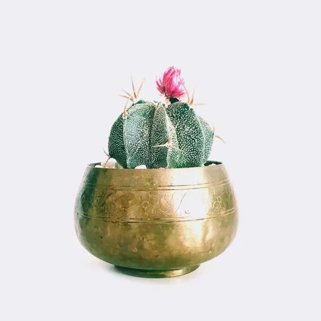 HMbakery Star Cactus kaktus stueplante