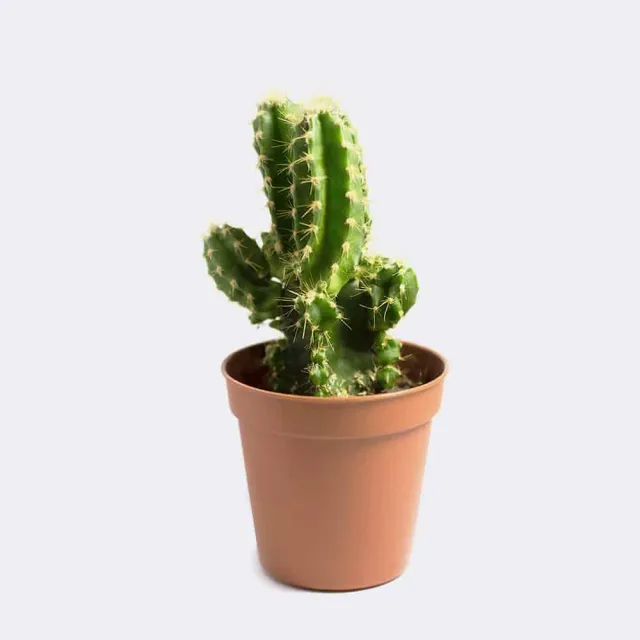 HMbakery Mini San Pedro Cactus brød 1 stk langtidshævet